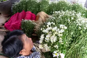 Hanoi Daisy Fields Bloom: A Farmer's Smile Amidst Pure White Autumn Splendor-2