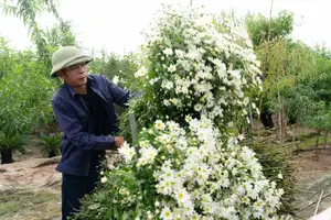 Hanoi Daisy Fields Bloom: A Farmer's Smile Amidst Pure White Autumn Splendor-1
