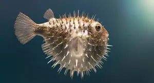 Close-up of Porcupinefish: Master of Defense with Sharp Spines, a Predator's Unforgettable Bite in the Deep Sea-4