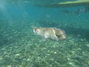 Close-up of Porcupinefish: Master of Defense with Sharp Spines, a Predator's Unforgettable Bite in the Deep Sea-0