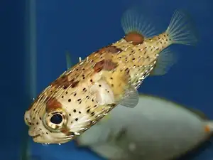 Close-up of Porcupinefish: Master of Defense with Sharp Spines, a Predator's Unforgettable Bite in the Deep Sea-3