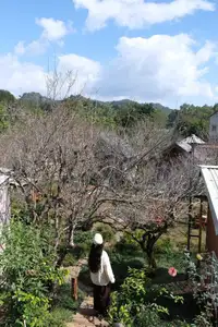 Moc Chau New Year Escape: Find Serenity in Pine Forests, a Relaxing Check-in Spot for Photo Lovers.-11