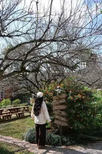 Moc Chau New Year Escape: Find Serenity in Pine Forests, a Relaxing Check-in Spot for Photo Lovers.-1