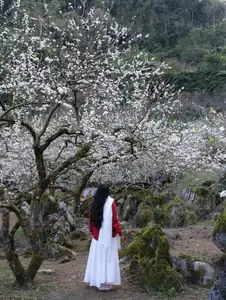 Moc Chau New Year Escape: Find Serenity in Pine Forests, a Relaxing Check-in Spot for Photo Lovers.-12