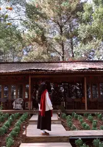 Moc Chau New Year Escape: Find Serenity in Pine Forests, a Relaxing Check-in Spot for Photo Lovers.-2