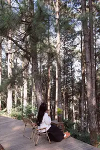 Moc Chau New Year Escape: Find Serenity in Pine Forests, a Relaxing Check-in Spot for Photo Lovers.-0