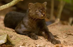 Discover the mysterious Jaguarundi, the unique otter-like wild cat of the Americas-3
