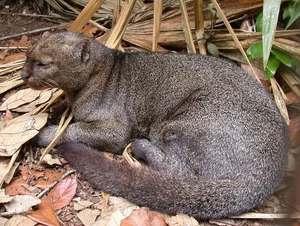 Discover the mysterious Jaguarundi, the unique otter-like wild cat of the Americas-2