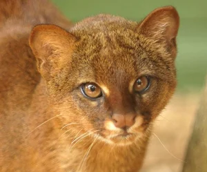 Discover the mysterious Jaguarundi, the unique otter-like wild cat of the Americas-5