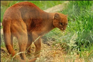 Discover the mysterious Jaguarundi, the unique otter-like wild cat of the Americas-4