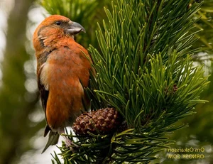 Discover the extraordinary beauty of Vietnam's unique Crossbill bird-4