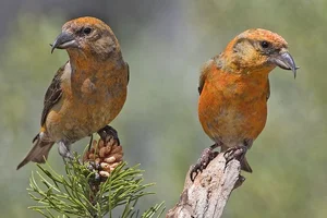 Discover the extraordinary beauty of Vietnam's unique Crossbill bird-6