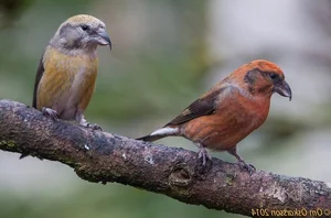 Discover the extraordinary beauty of Vietnam's unique Crossbill bird-1