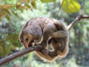 The Golden Mystery: Discovering the World’s Smallest and Most Enchanting Silky Anteater-0