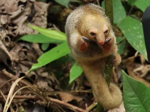 The Golden Mystery: Discovering the World’s Smallest and Most Enchanting Silky Anteater-8