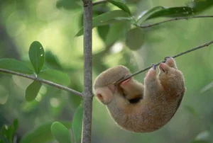 The Golden Mystery: Discovering the World’s Smallest and Most Enchanting Silky Anteater-5