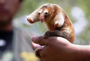 The Golden Mystery: Discovering the World’s Smallest and Most Enchanting Silky Anteater-4