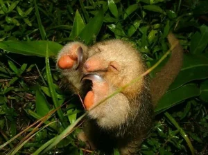 The Golden Mystery: Discovering the World’s Smallest and Most Enchanting Silky Anteater-1