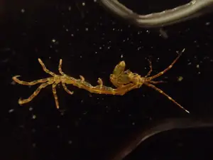 Skeleton Shrimp: Master of Marine Camouflage with a Unique Living Skeleton Form-2