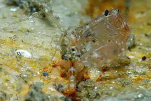 Skeleton Shrimp: Master of Marine Camouflage with a Unique Living Skeleton Form-1