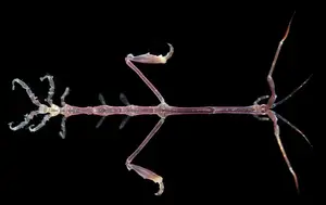 Skeleton Shrimp: Master of Marine Camouflage with a Unique Living Skeleton Form-5