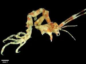 Skeleton Shrimp: Master of Marine Camouflage with a Unique Living Skeleton Form-3
