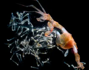 Skeleton Shrimp: Master of Marine Camouflage with a Unique Living Skeleton Form-4