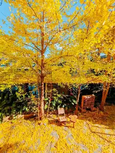 Sa Pa's Golden Ginkgo Season: A Romantic Mountain Escape for End-of-Year Check-ins-9