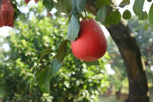 Vibrant Red Pomelo Harvest: A Symbol of Luck for Lunar New Year-5