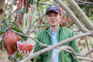 Vibrant Red Pomelo Harvest: A Symbol of Luck for Lunar New Year-0