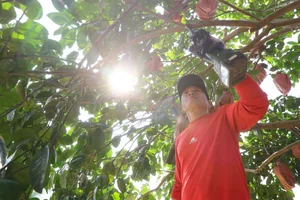Vibrant Red Pomelo Harvest: A Symbol of Luck for Lunar New Year-2