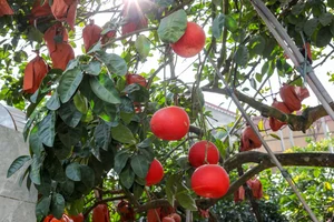 Vibrant Red Pomelo Harvest: A Symbol of Luck for Lunar New Year-9