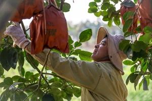 Vibrant Red Pomelo Harvest: A Symbol of Luck for Lunar New Year-3