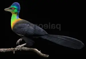 Unveiling the Most Vibrant Dinosaur: Feathered Evidence of Ancient Bird Evolution-7