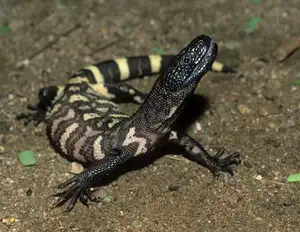 Unveiling the Fearsome Venom of Central America's Most Unique Mexican Beaded Lizard-0