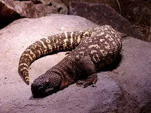 Unveiling the Fearsome Venom of Central America's Most Unique Mexican Beaded Lizard-2
