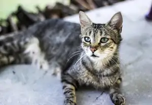 Animal's Acute Senses: Can These Adorable Dogs Predict Natural Disasters?-9