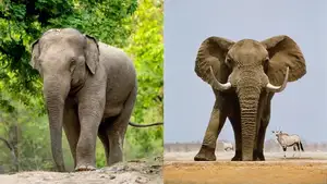 Animal's Acute Senses: Can These Adorable Dogs Predict Natural Disasters?-10