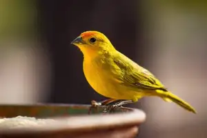 Animal's Acute Senses: Can These Adorable Dogs Predict Natural Disasters?-2