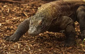 Komodo Dragon: Legendary Beast of Indonesia's Wallacea Island - Ancient Power-0