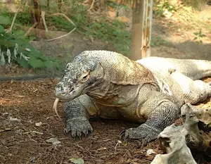 Komodo Dragon: Legendary Beast of Indonesia's Wallacea Island - Ancient Power-4