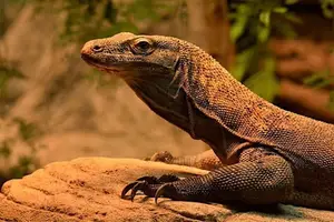 Komodo Dragon: Legendary Beast of Indonesia's Wallacea Island - Ancient Power-3