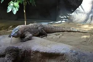 Komodo Dragon: Legendary Beast of Indonesia's Wallacea Island - Ancient Power-7