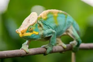 Unraveling the Chameleon: Africa's Master of Camouflage and Bizarre Reptile-3
