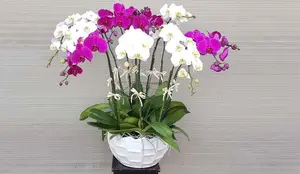 Discover the Goldfish Plant – A luxurious and unique ornamental gem bringing luck and prosperity to your home.-10