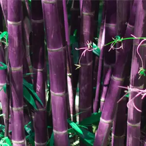 Discover the Goldfish Plant – A luxurious and unique ornamental gem bringing luck and prosperity to your home.-6