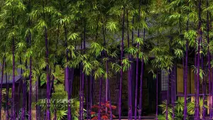 Discover the Goldfish Plant – A luxurious and unique ornamental gem bringing luck and prosperity to your home.-11