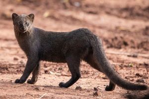 Jaguarundi Herpailurus yagouaroundi: Unique Wild Cat of the Americas Needing Protection-5