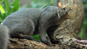 Jaguarundi Herpailurus yagouaroundi: Unique Wild Cat of the Americas Needing Protection-7