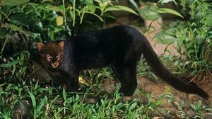 Jaguarundi Herpailurus yagouaroundi: Unique Wild Cat of the Americas Needing Protection-3